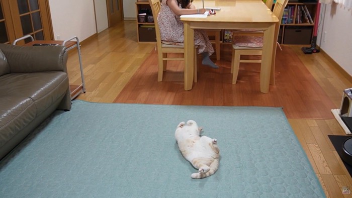 仰向けで床に寝ている猫