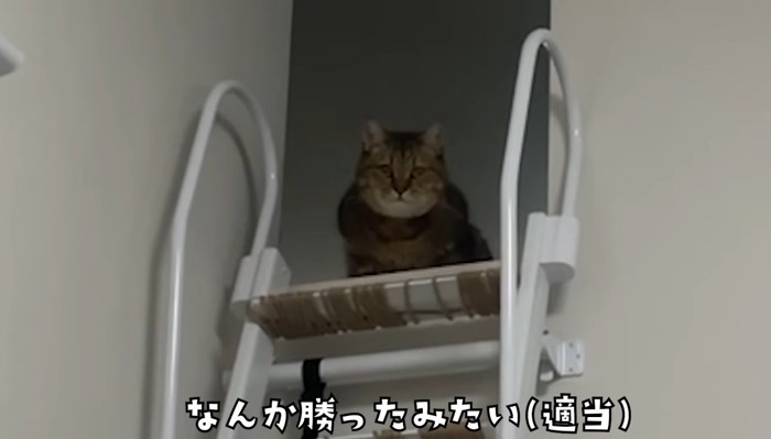 勝ったみたい
