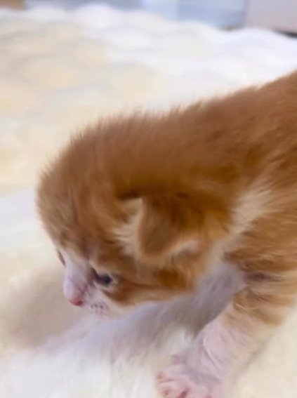 白い敷物の上を歩こうとするむぎくん