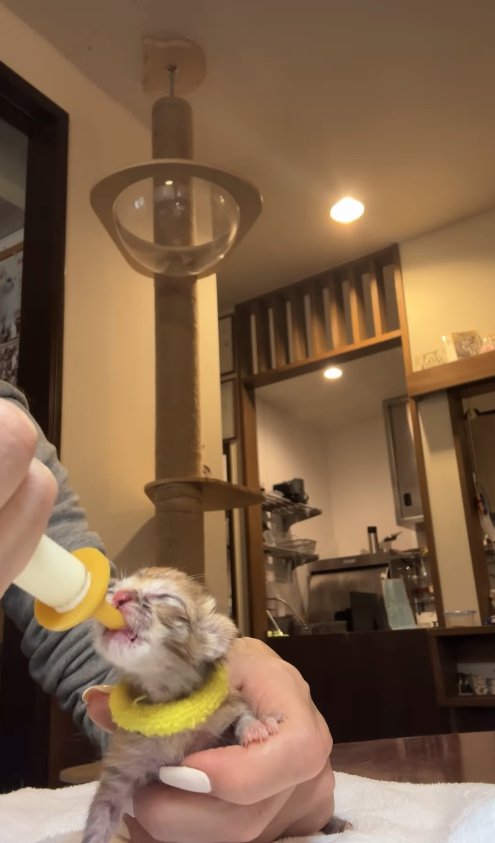 シリンジでミルクを飲んでいる子猫