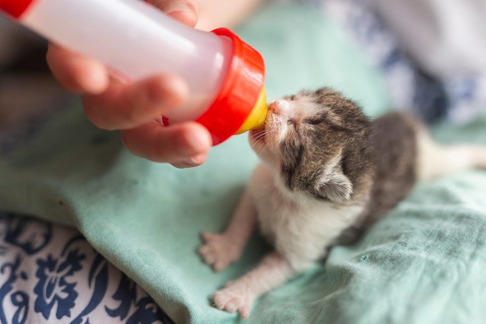 子猫にミルクを飲ませる