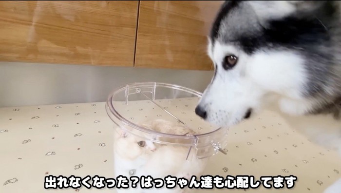 バケツに入った猫の顔を覗き込む犬