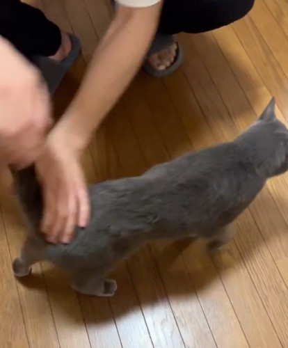 歩き出す猫