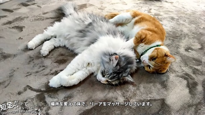 同じ向きで寝る猫