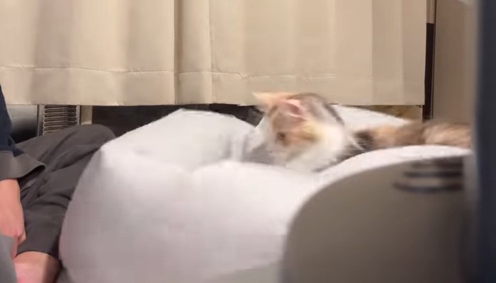 シーツに乗る猫
