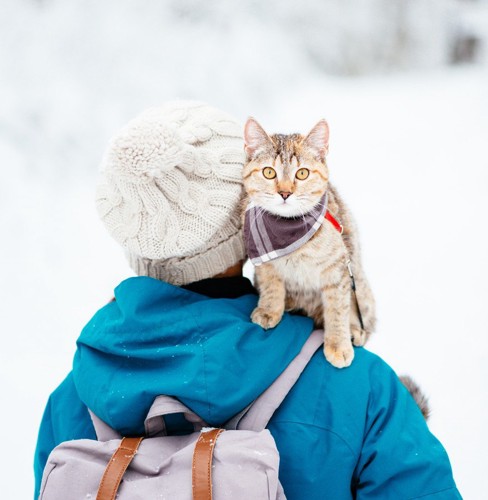 肩に乗る猫