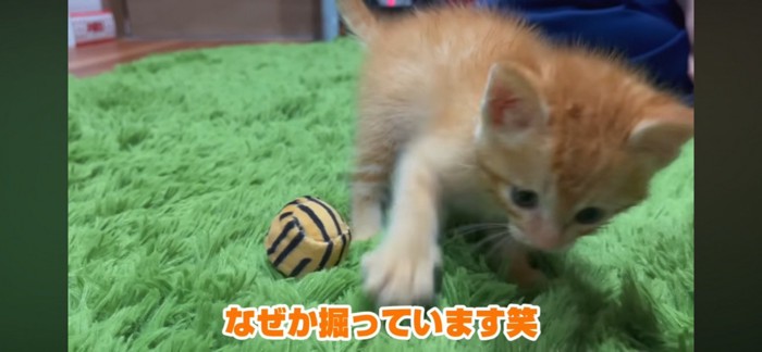 カーペットを掘る子猫