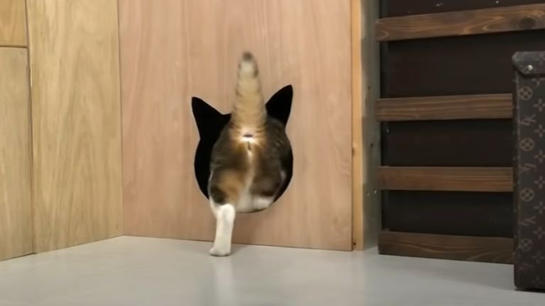 猫型の中の中に入る猫