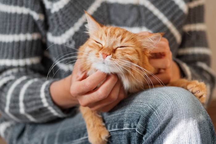 膝の上で気持ちよさそうに寝る猫