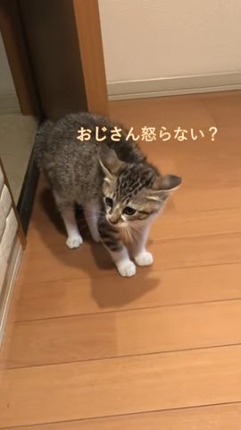 怯える子猫のアップ