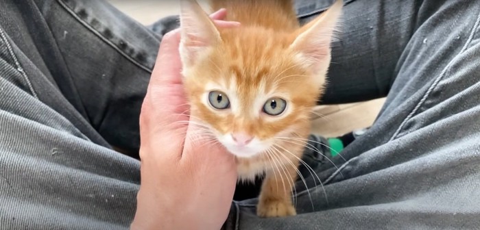 飼い主さんの足に乗る茶トラ猫