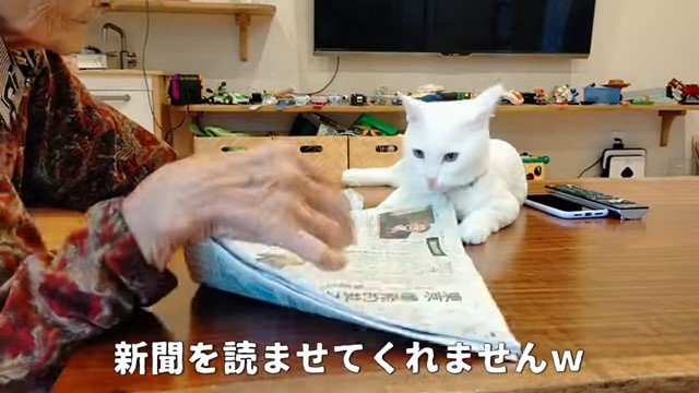 新聞を取り出す老婆と猫