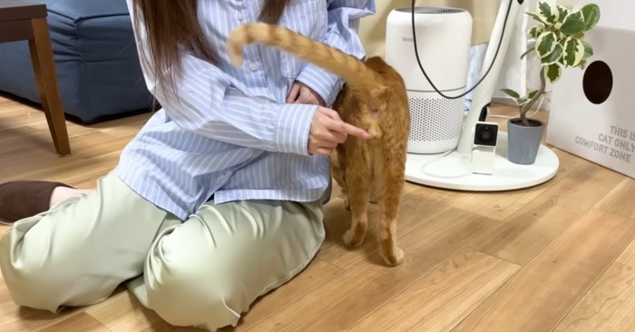 反撃をくらうまるとら