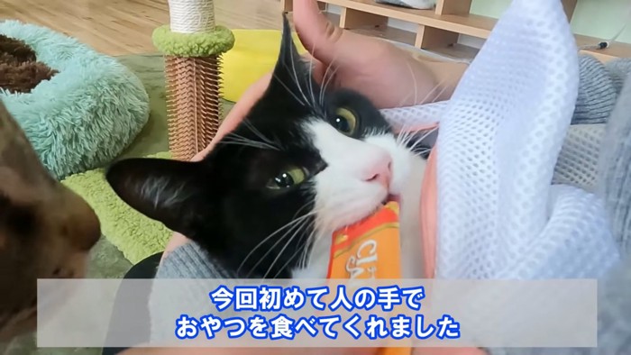 おやつを食べる猫