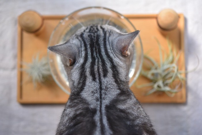猫の後頭部