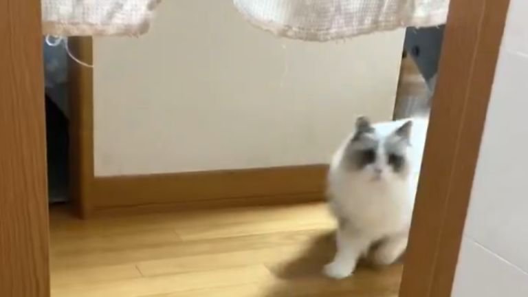 廊下にいる猫