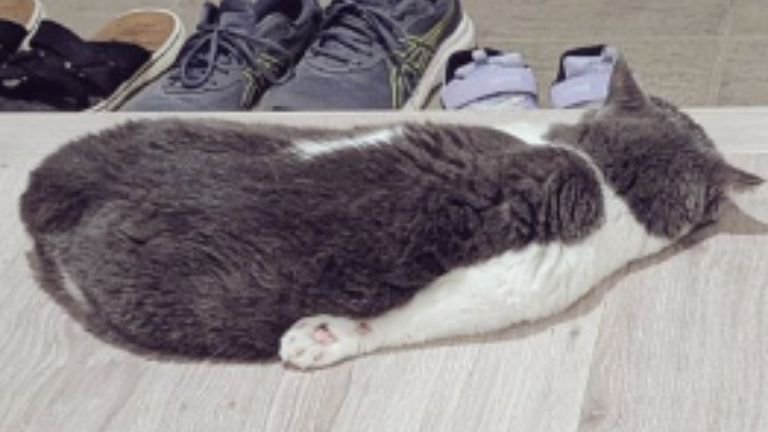 玄関にいる猫