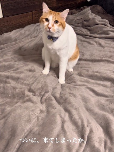 ベッドの上に座る猫