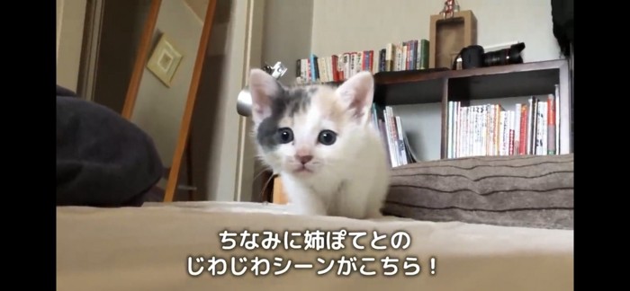 姉ぽてとちゃんのじわじわ