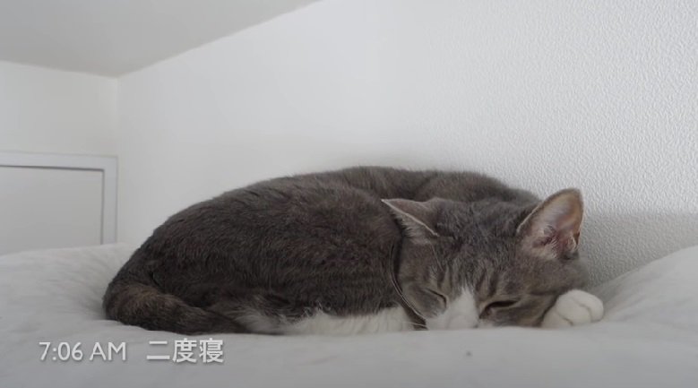 二度寝する猫