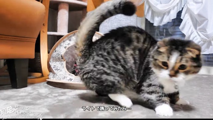 黒系の猫