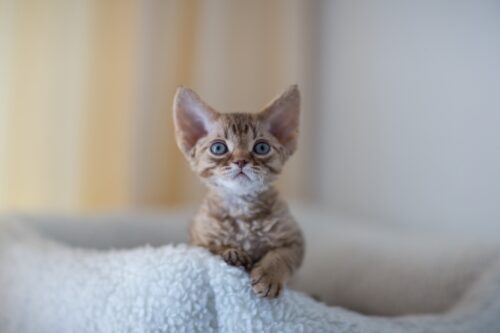 子猫のデボンレックス