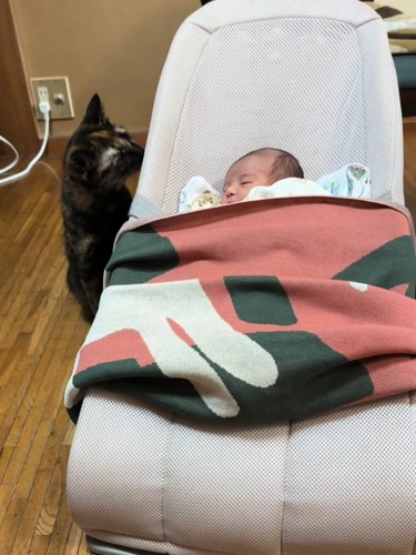 座って赤ちゃんを見る猫