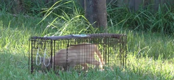 捕獲器の中に猫