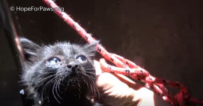 押し出された子猫