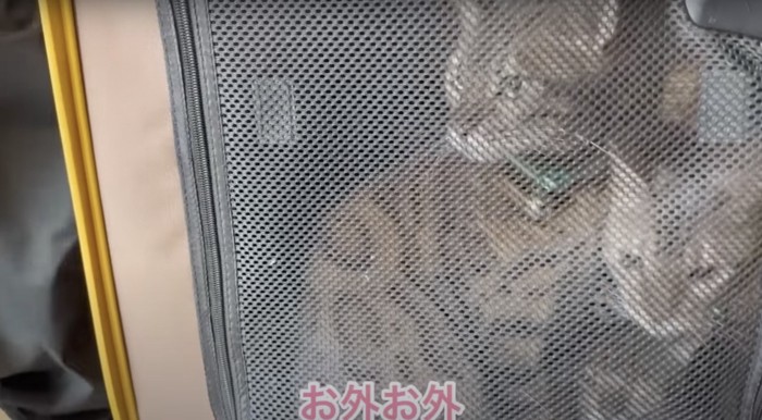 ケージ内の猫たち