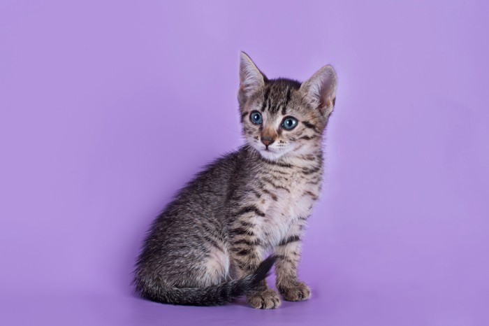 不思議そうな表情で何かを見つめるエジプシャンマウの子猫