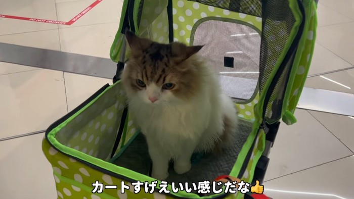 カートの中でおすわりする猫