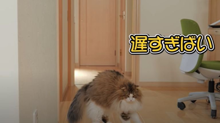 起き上がる猫