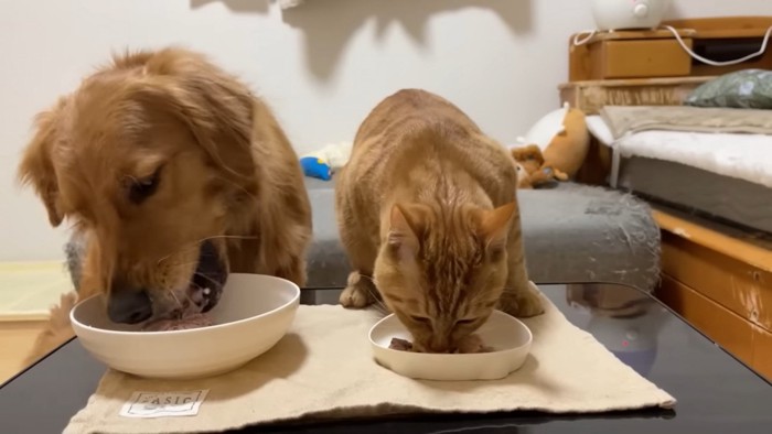 納豆を美味しそうに食べる猫と犬