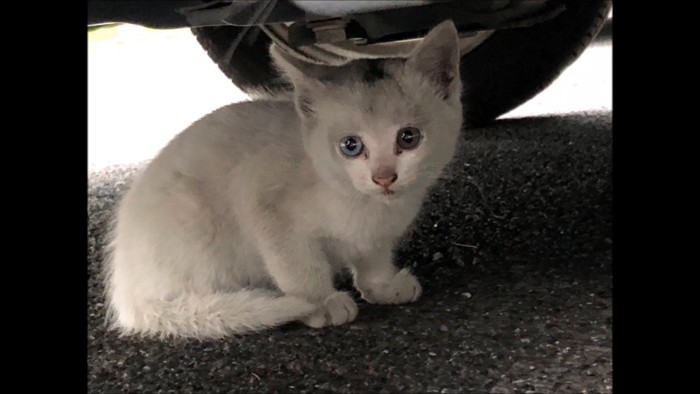 座っている子猫