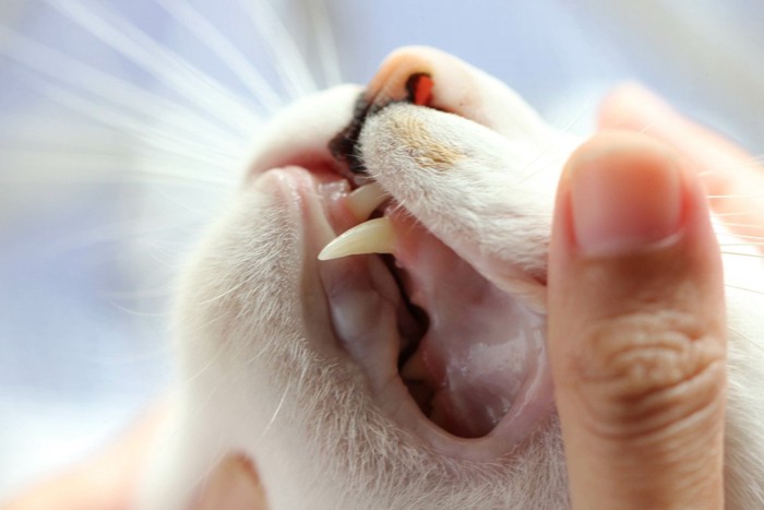 猫の口を開けようとする人間