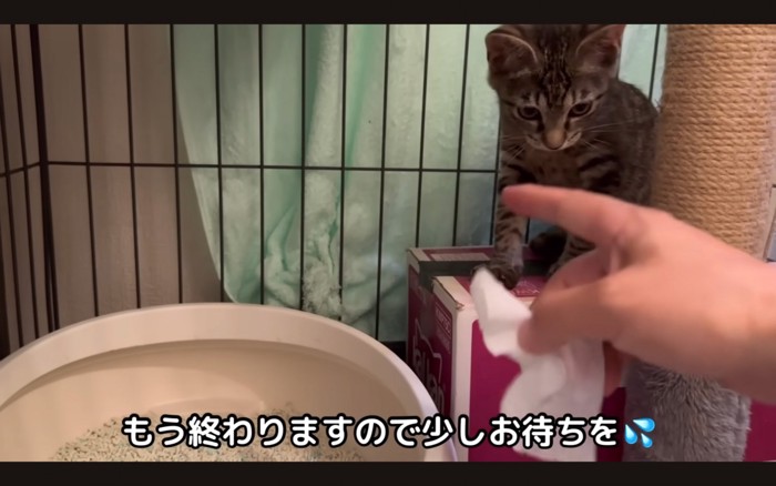 指を見つめる子猫