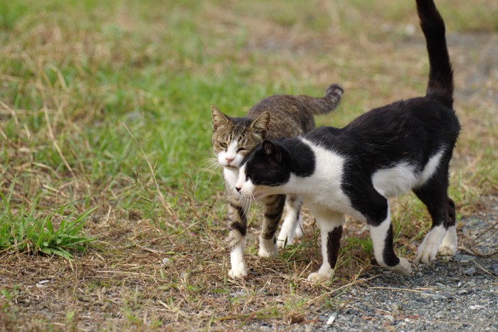 体をスリスリする猫2匹