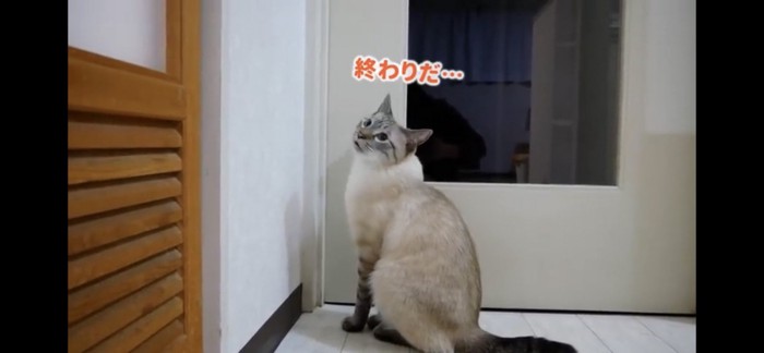 鳴く猫