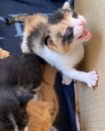 鳴く子猫