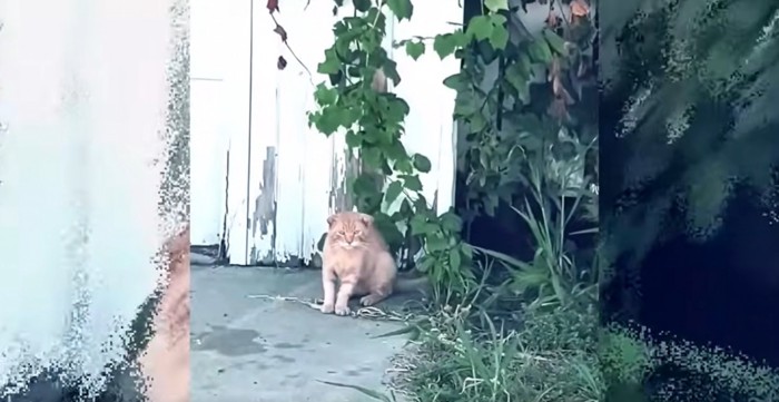 屋外に座るチャトラ猫