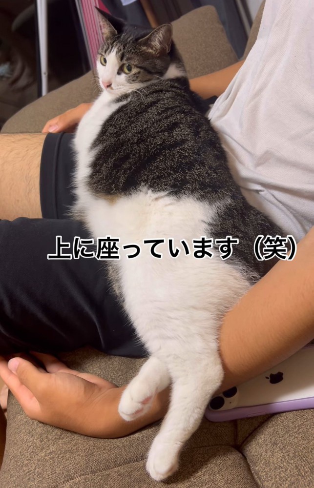 人の膝の上に乗る猫