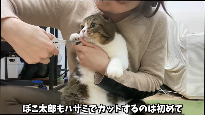 足裏の毛をカットされる猫