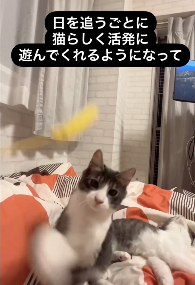 おもちゃを猫パンチ