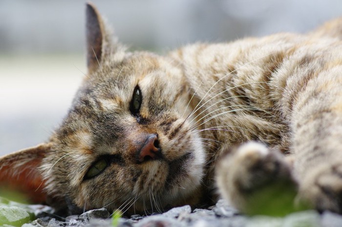 ぐったりする猫