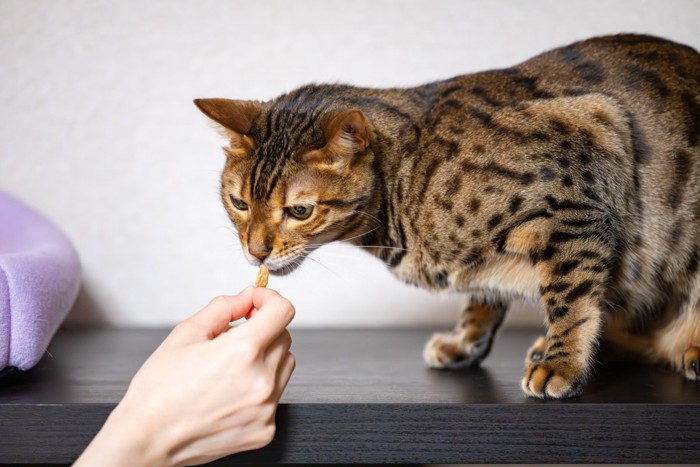 おやつをもらう猫