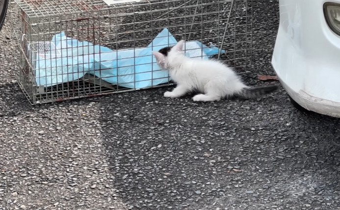 捕獲機を気にする子猫