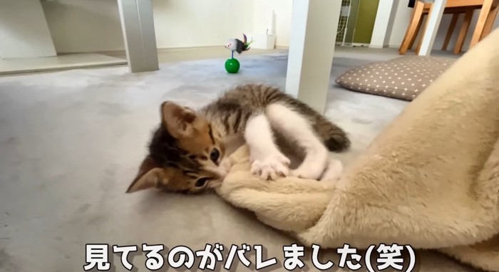 遊んでいる猫