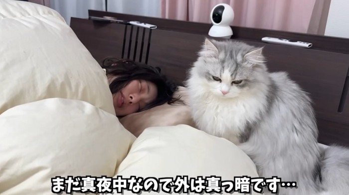 枕元に座っている猫
