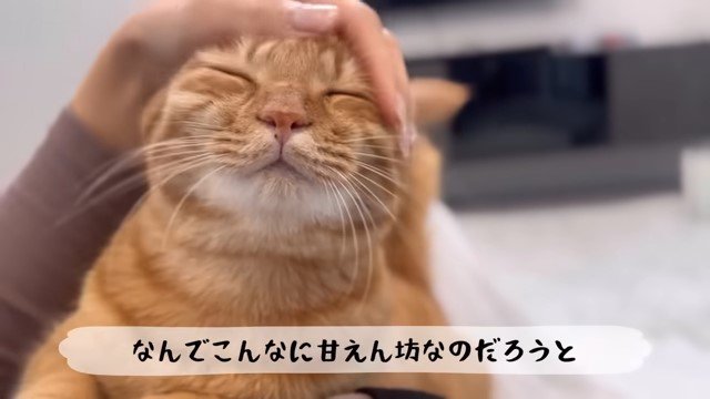 お腹の上の猫の頭を撫でる人の手